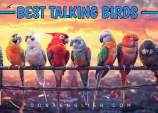 Best Chattering birds : 8 Best Talking Birds to Keep as Pets