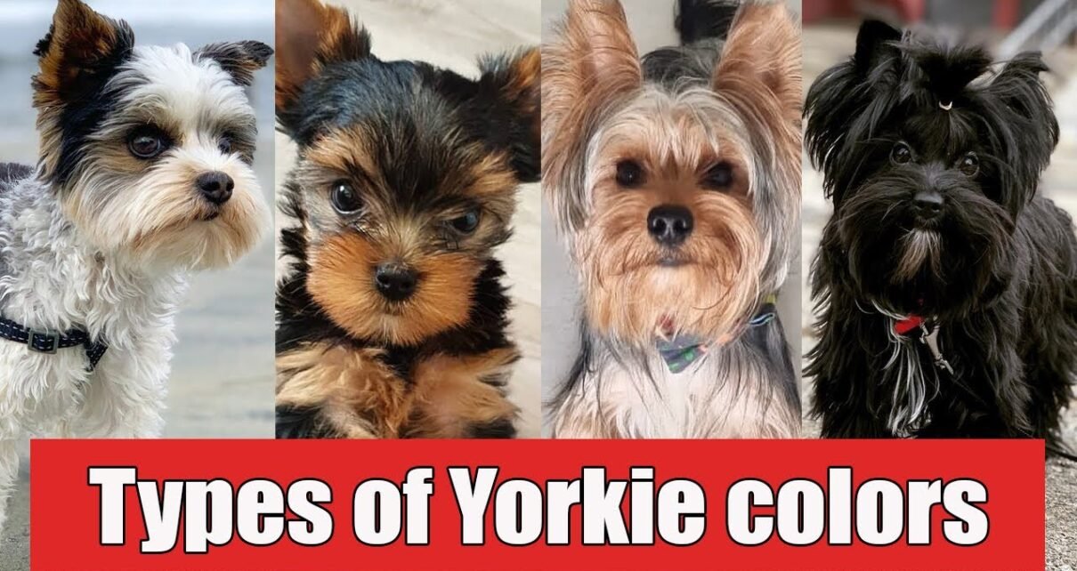 types of yorkie dog breeds