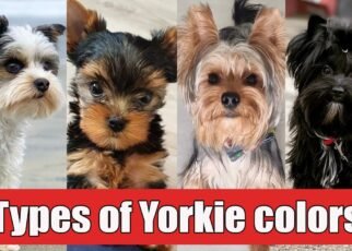 types of yorkie dog breeds