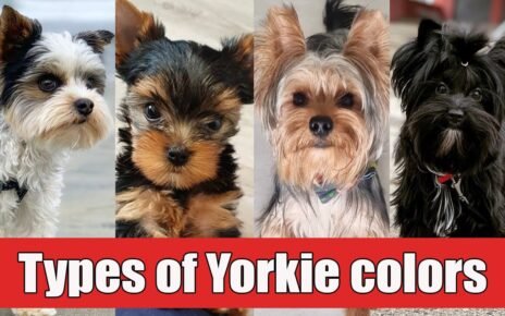 types of yorkie dog breeds