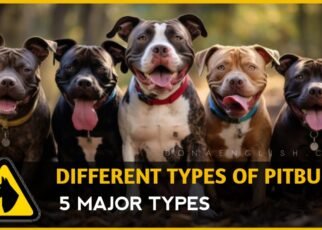 Types of Pit Bull Dog Breeds, 5 Different Pit Bull Dog Breeds, pitbull types of breeds, what are the four types of pitbulls